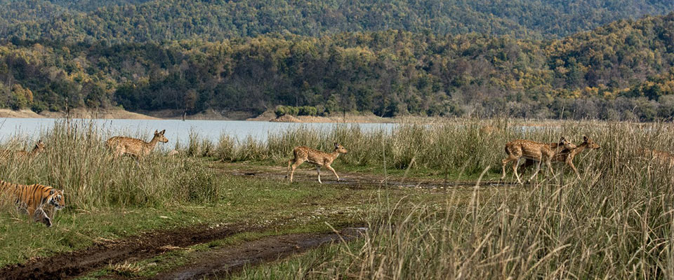 dhikala safari zone