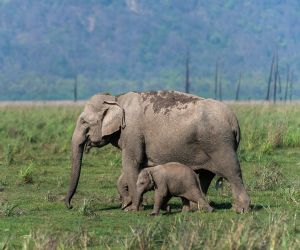 Dhikala Forest Lodge